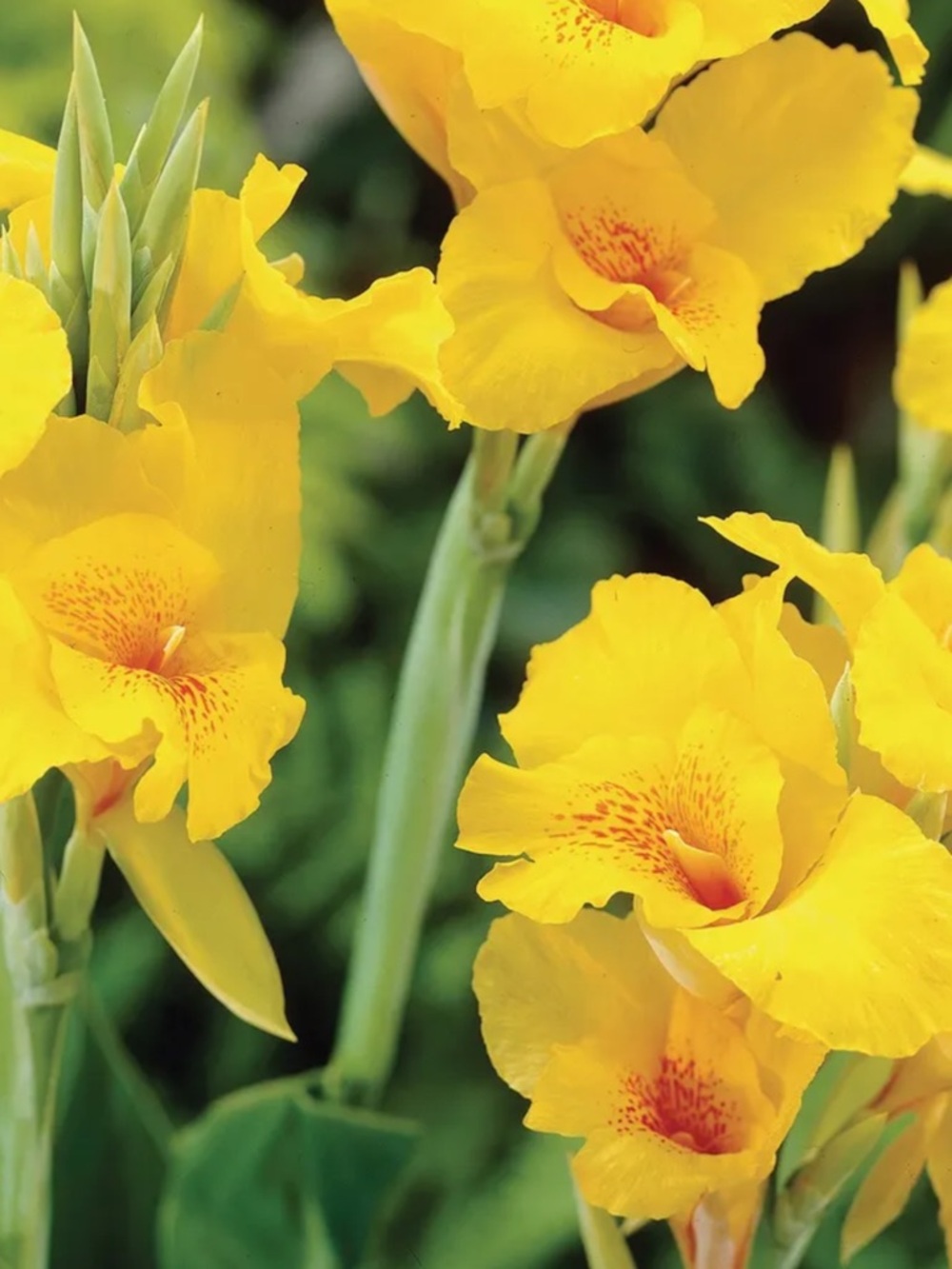 Yellow Canna Lily Bedding Plant - Vibrant Yellow Floral Accent
